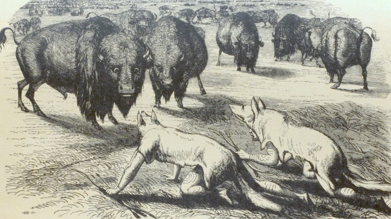 MediaBricks Büffeljäger