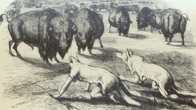 MediaBricks Büffeljäger